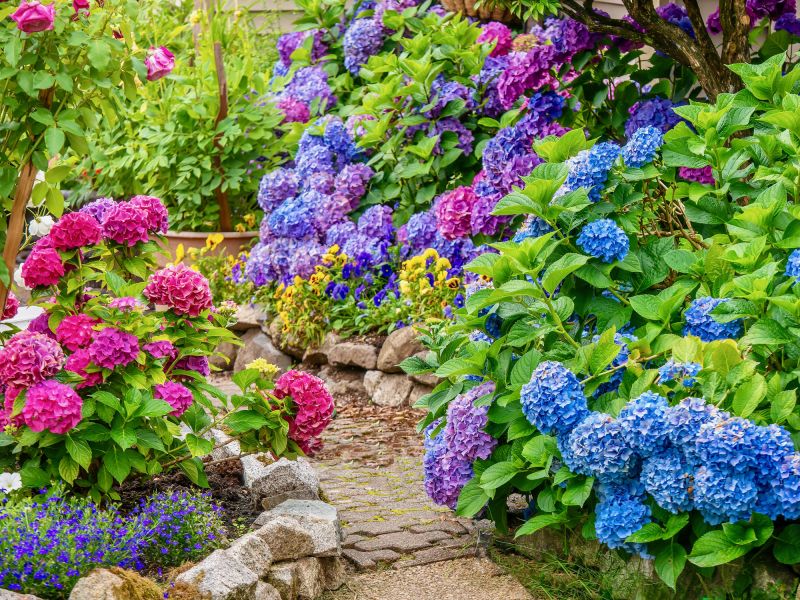 Hydrangea Planting in Honolulu, HI