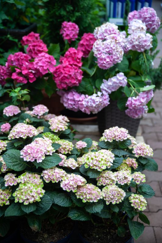 Hydrangea Planting in Ventura County, CA
