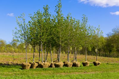 Privacy Trees Planting in Ventura County, CA