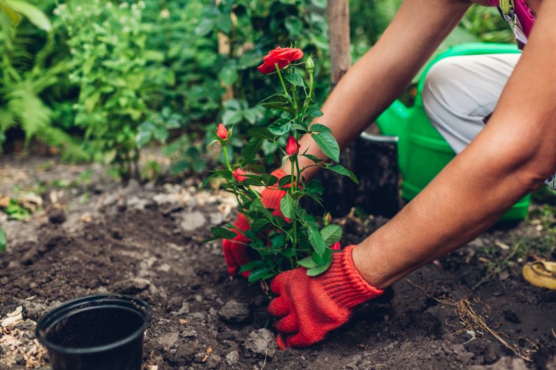 Rose Bush Planting in Ventura County, CA