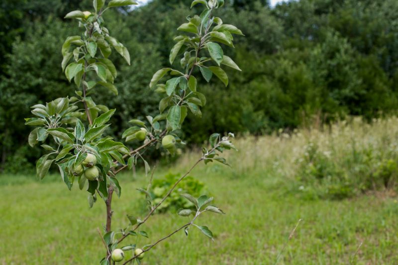 Apple Tree Planting in Ventura County, CA