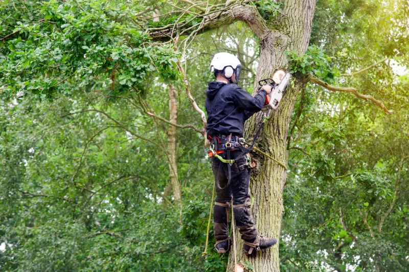 Arborist Pruning in Reno, NV