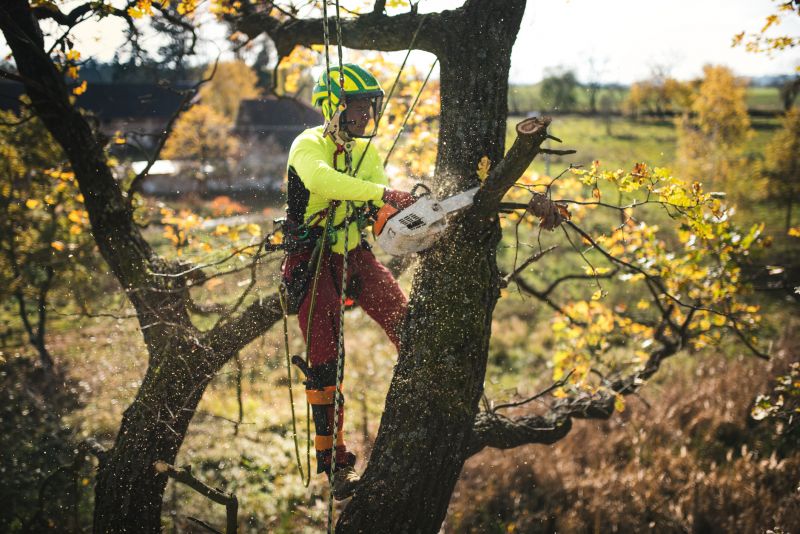 Arborist Spraying in Reno, NV