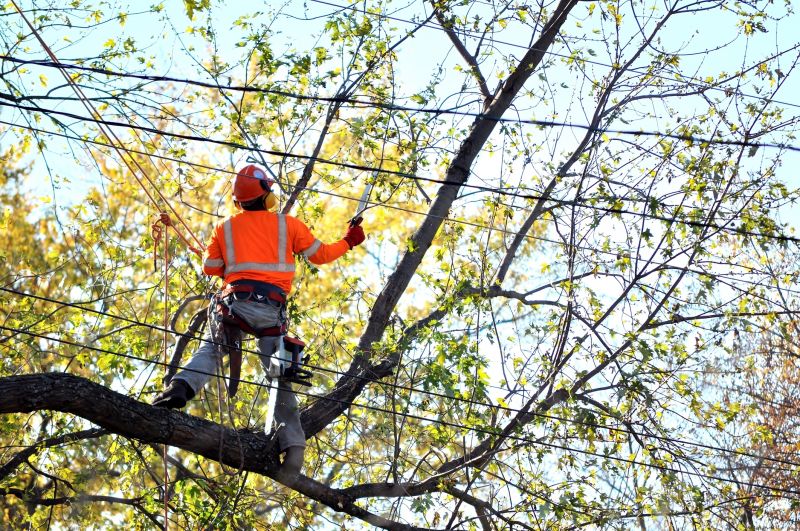 Arborist Tree Service in Reno, NV