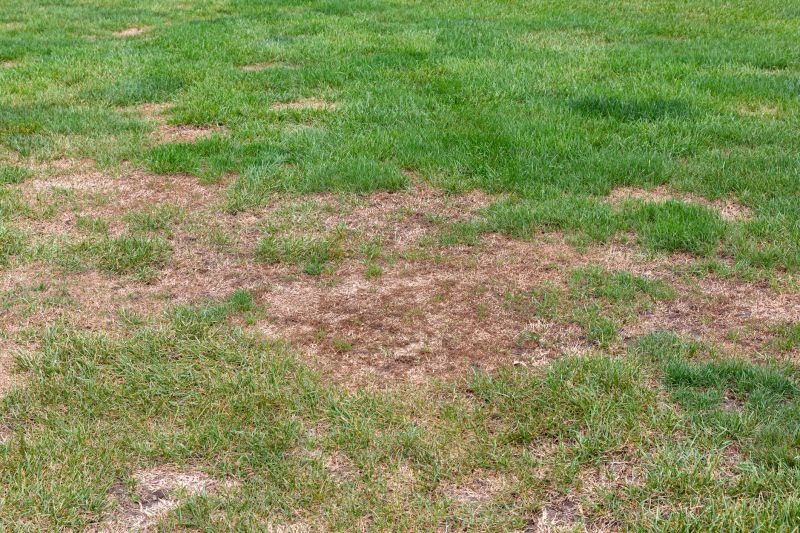 Bare Spot Repair in Honolulu, HI