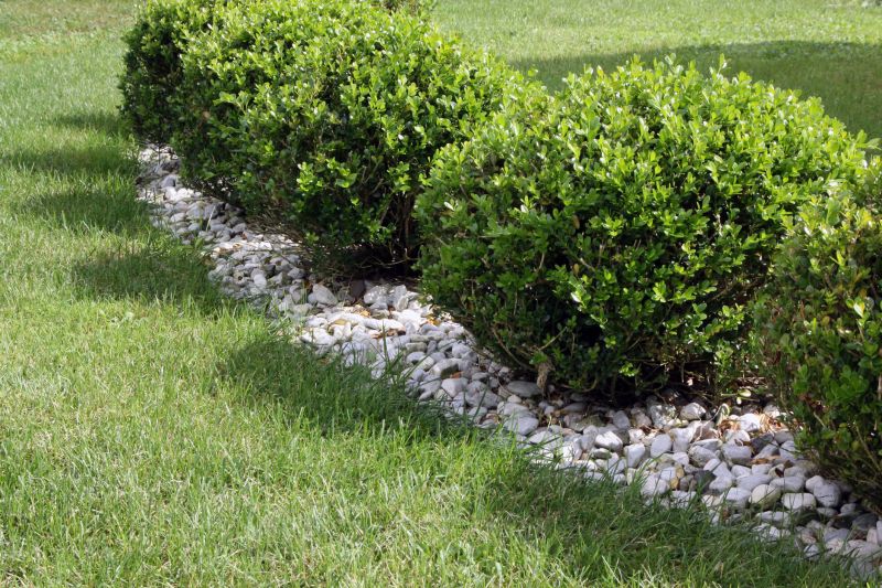 Boxwood Planting in Honolulu, HI