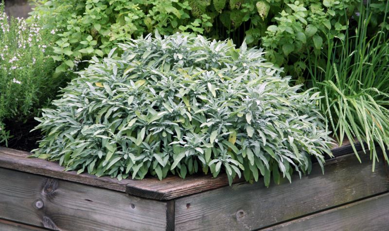 Boxwood Planting in Honolulu, HI