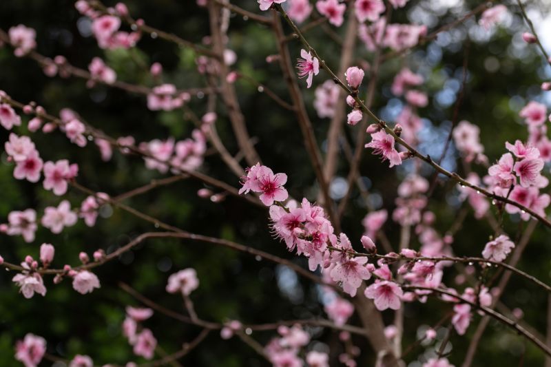 Cherry Tree Planting in Ventura County, CA