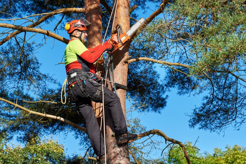 Tree Installation Service