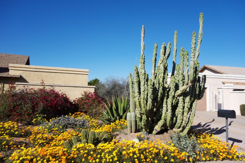 Dryscape Landscaping in Honolulu, HI