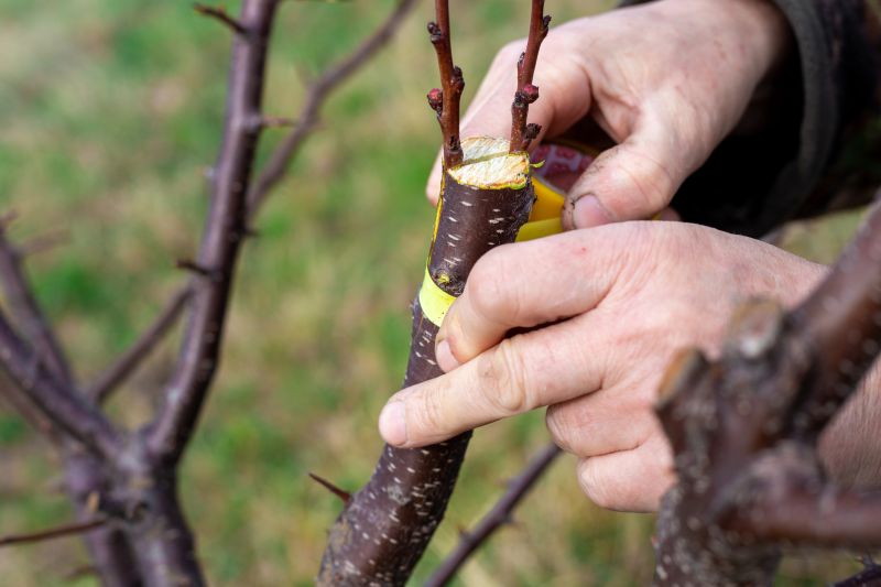 Fruit Tree Planting in Honolulu, HI