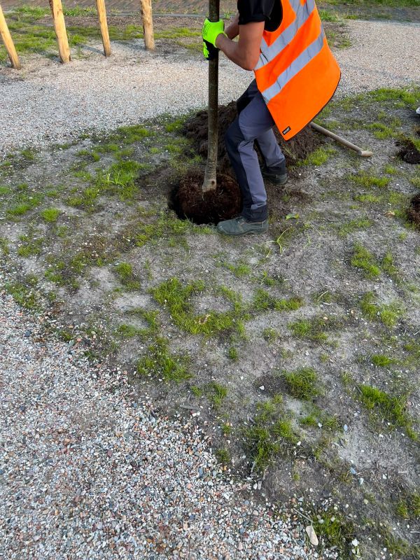 Fruit Tree Planting in Ventura County, CA