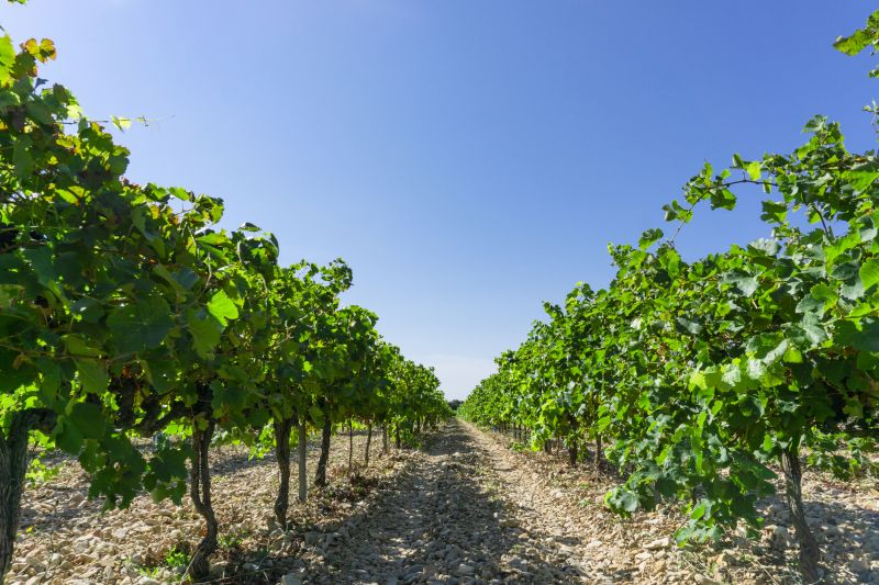 Fruit Tree Planting in Ventura County, CA