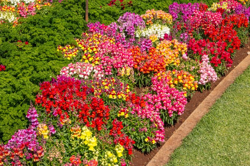 Garden Border Replacement in Honolulu, HI