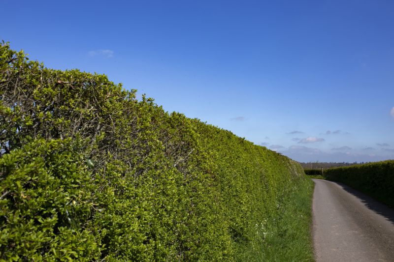 Hedge Landscaping in Ventura County, CA