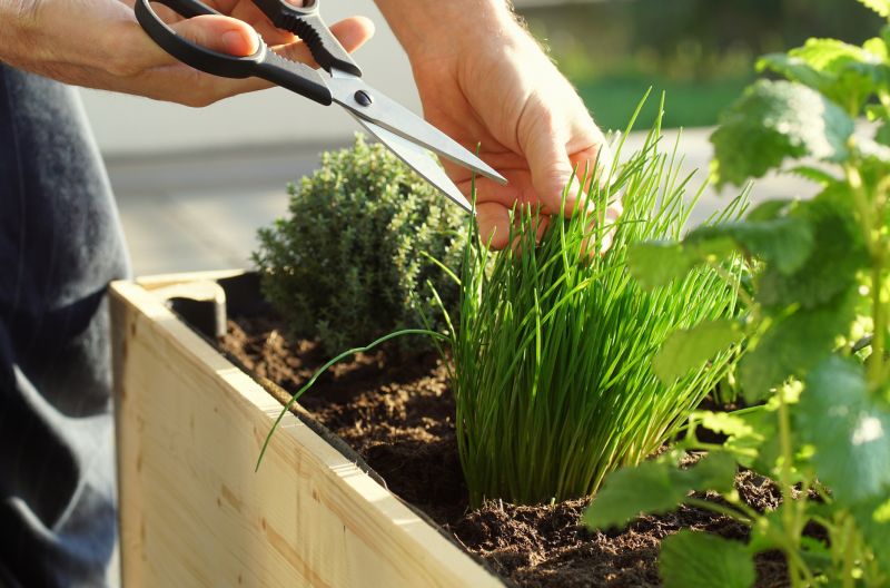 Hedge Planting in Honolulu, HI