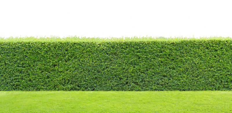 Hedge Replacement in Honolulu, HI