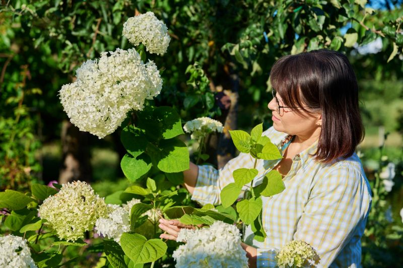 Hydrangea Planting in Ventura County, CA