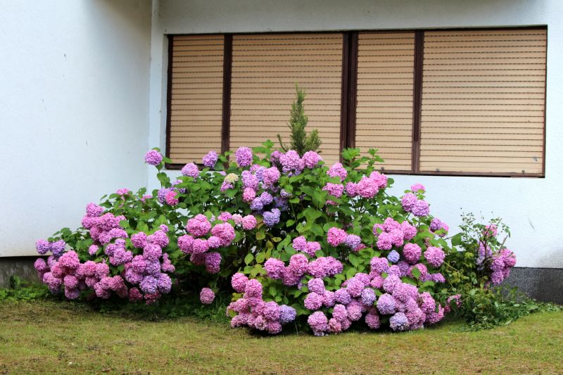 Hydrangea Planting in Honolulu, HI