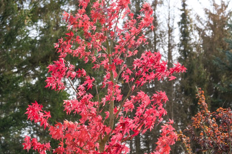 Japanese Maple Planting in Ventura County, CA