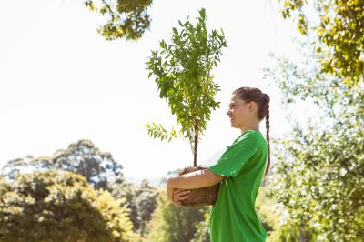 Magnolia Tree Planting in Honolulu, HI