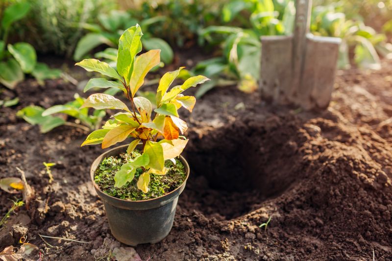 Magnolia Tree Planting in Ventura County, CA
