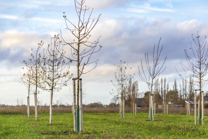 Oak Tree Planting in Ventura County, CA