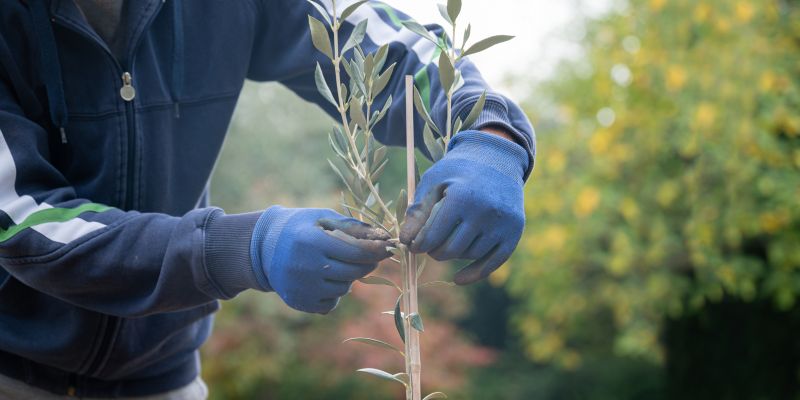Oak Tree Planting in Ventura County, CA