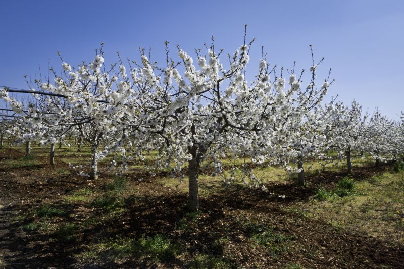 Orchard Planting in Ventura County, CA