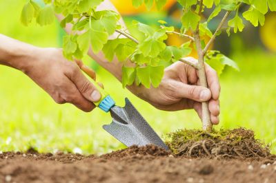 Orchard Planting in Honolulu, HI