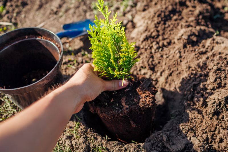 Ornamental Tree Planting in Honolulu, HI