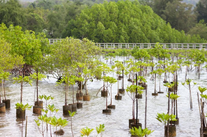 Palm Tree Planting in Ventura County, CA