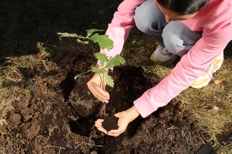 Pear Tree Planting in Honolulu, HI