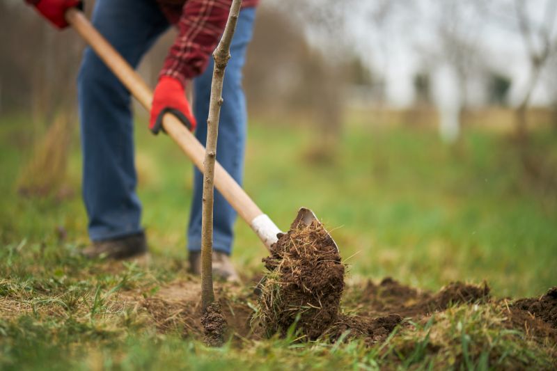 Pear Tree Planting in Honolulu, HI