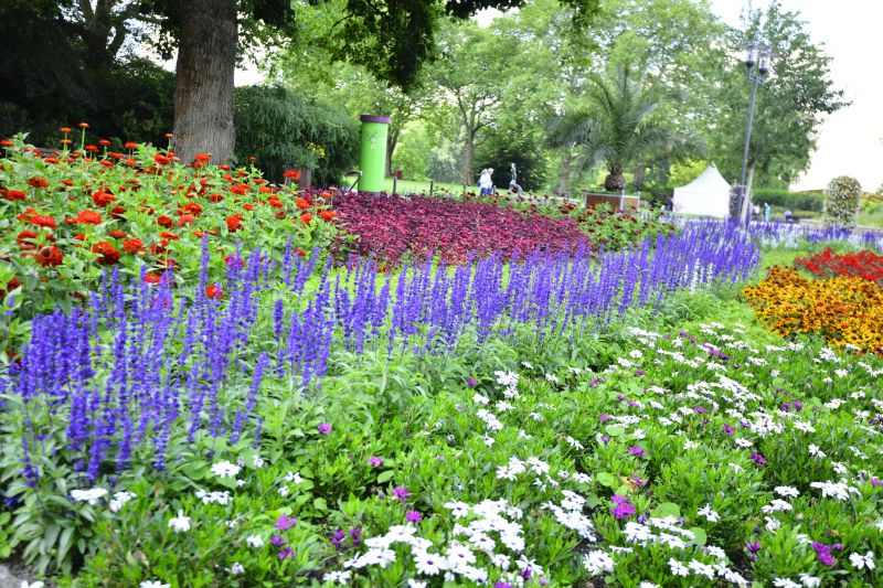 Perennials Planting in Honolulu, HI