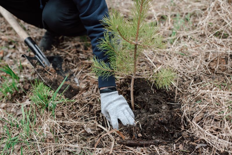 Pine Tree Planting in Ventura County, CA