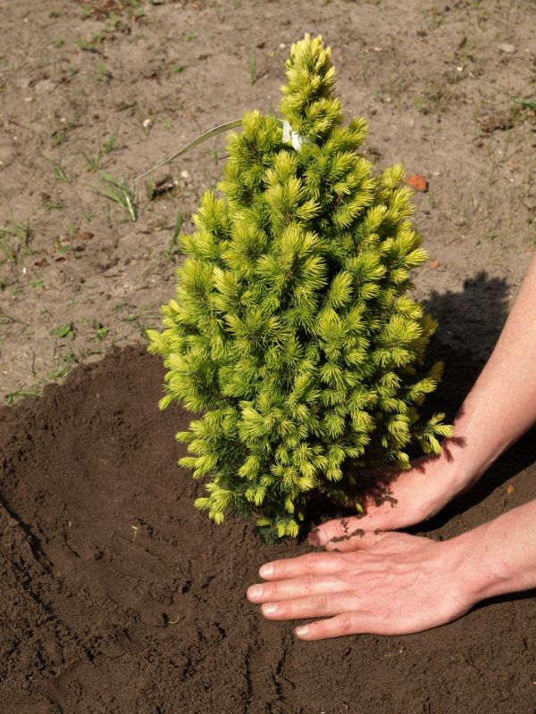 Pine Tree Planting in Honolulu, HI