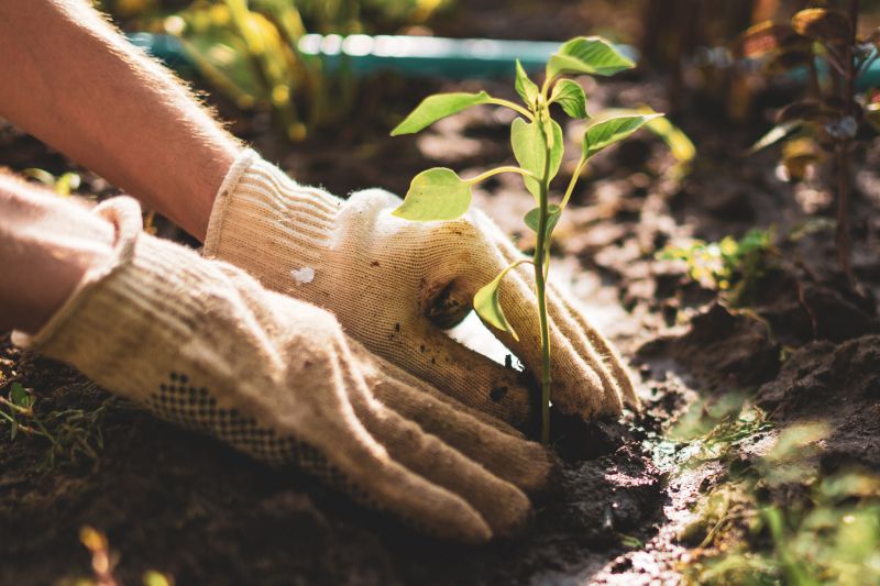 Plant Replacement in Honolulu, HI