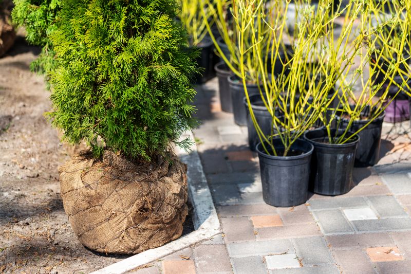 Privacy Trees Planting in Honolulu, HI