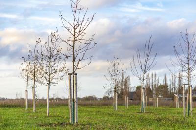 Privacy Trees Planting in Honolulu, HI