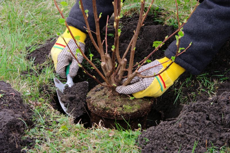 Shrub Replacement in Honolulu, HI