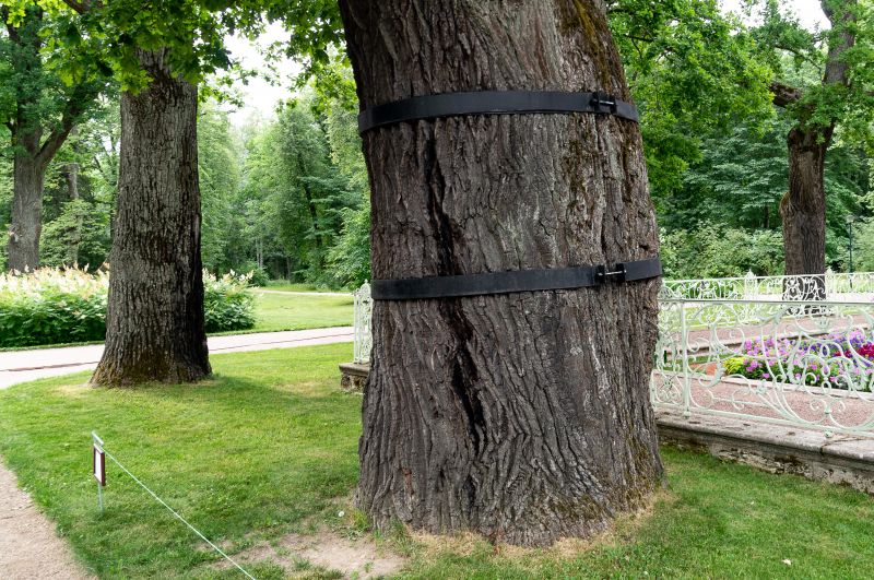 Tree Cabling Service in Reno, NV