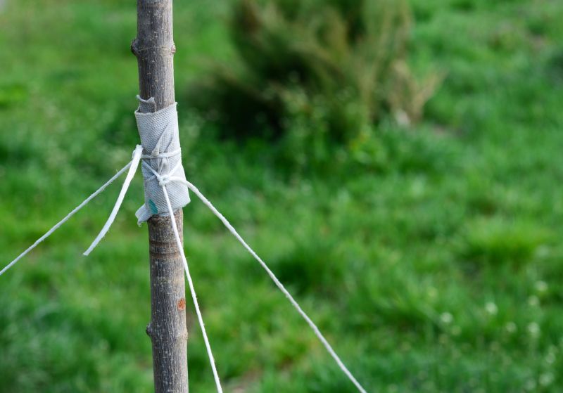 Tree Straightening Service in Reno, NV