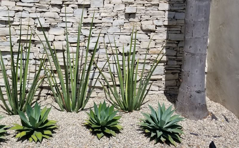 Xeriscape Landscaping in Ventura County, CA